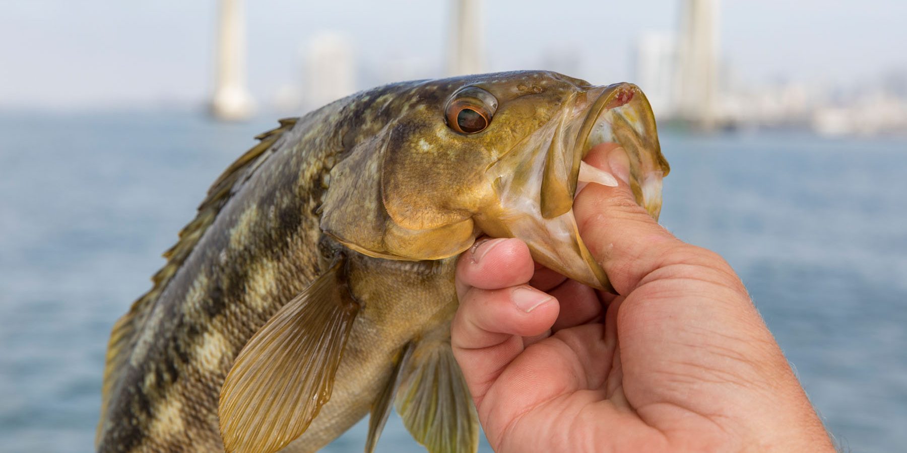 risen-tide-san-diego-sportfishing-12