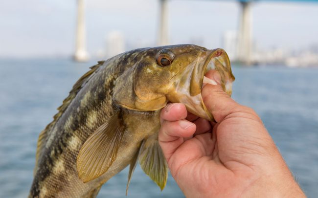 risen-tide-san-diego-sportfishing-12