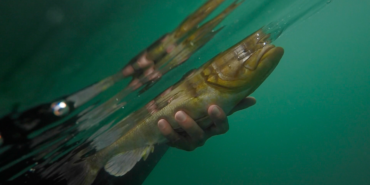 Screen Shot 2018-06-20 at 10.43.12 AM