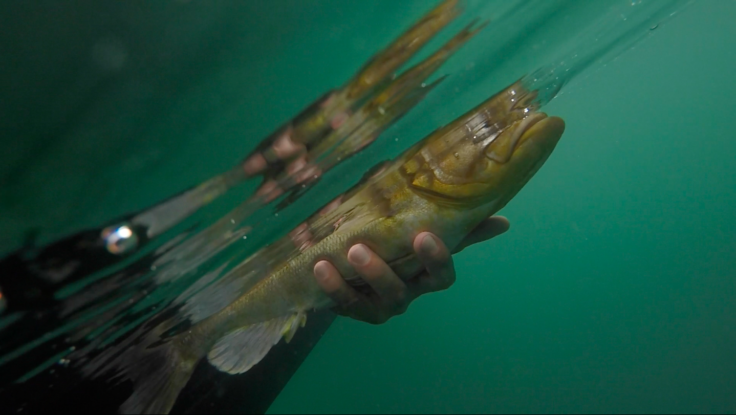 Screen Shot 2018-06-20 at 10.43.12 AM